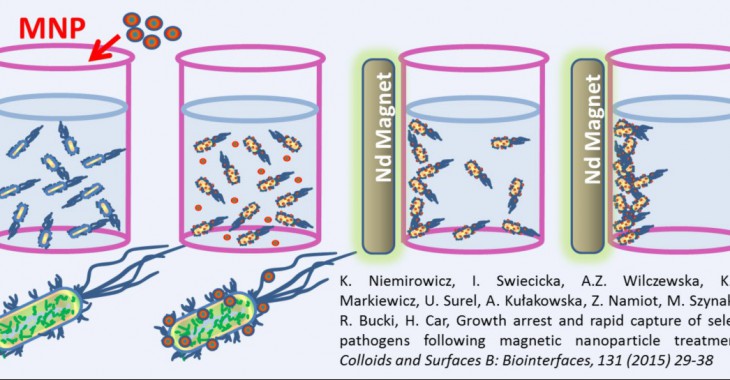 Nanocząstki usuną bakterie z roztworu przy pomocy magnesu